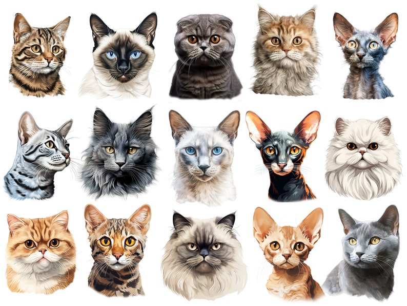 cat portrait clipart, cat PNG files, cat breed illustrations, sublimation cat images, high-quality cat clipart, cat art for crafts, T-shirt cat designs, cat clipart PNG, Siamese cat clipart, Persian cat illustrations, Bengal cat clipart, Maine Coon PNG, cat lovers art, cat breed clipart, cat digital download, transparent cat PNG files, cat images for sublimation, cat prints for crafting, cute cat clipart, digital cat art, commercial use cat images, cat portrait illustrations, feline clipart bundle, cat vect